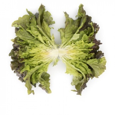 Lechuga Batavia Roja CLARINSKI