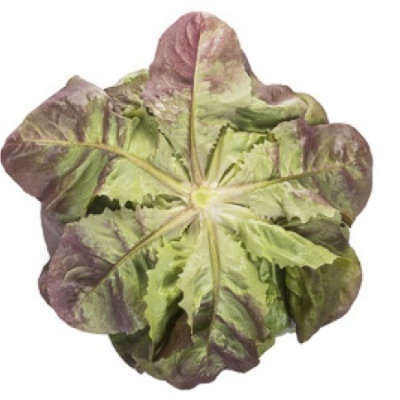 https://www.groho.es/product/lechuga-roja-lisa-peletizada https://www.groho.es/product/lechuga-roja-lisa-peletizada