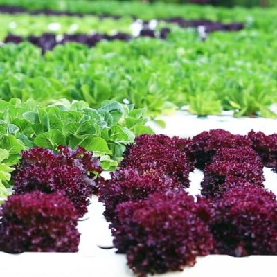 Nutrientes Verduras (Mezcla plantas)