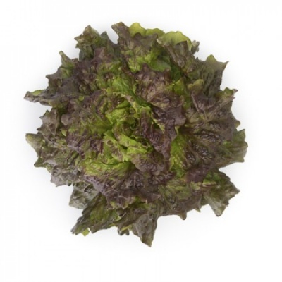Lechuga Batavia Roja CLARINSKI