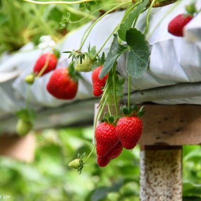 Curso Online Introducción a la Hidroponía - ¿Cómo cultivar sin tierra?