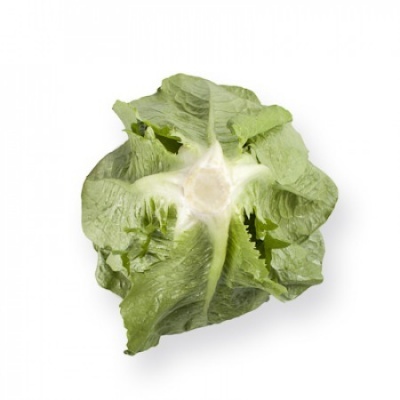Lechuga Romana MAXIMUS