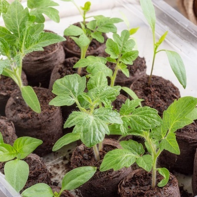 100 piezas de fibra de coco