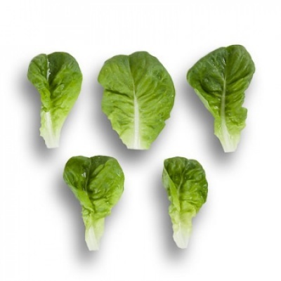 Lechuga Verde Lisa PASCAL