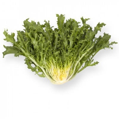 Achicoria GALANTI Achicoria GALANTI