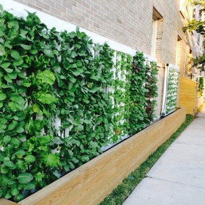 Curso Online - Solución Nutritiva