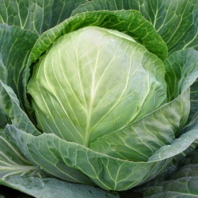 Repollo SECOMA