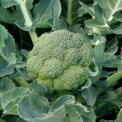https://www.groho.es/product/semillas-brocoli https://www.groho.es/product/semillas-brocoli