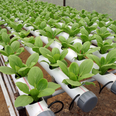 Hidroponía en casa: cómo empezar tu cultivo sostenible