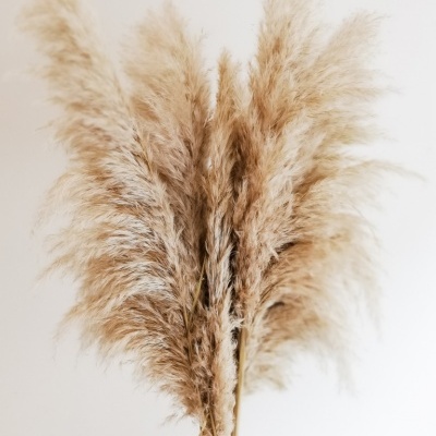 Flores Secas e Preservadas