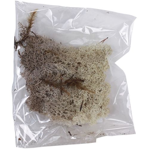 Musgo Branco Natural 10g aprox. DM