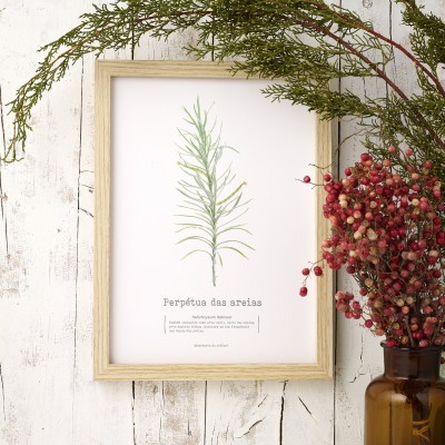 Herbarium *perpétua das areias*