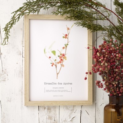 Herbarium *groselha dos açores*