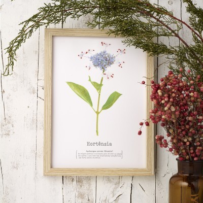 Herbarium *hortênsia*