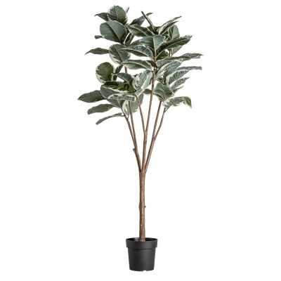 Planta artificial Ficus Robusta Variegata, 178cm