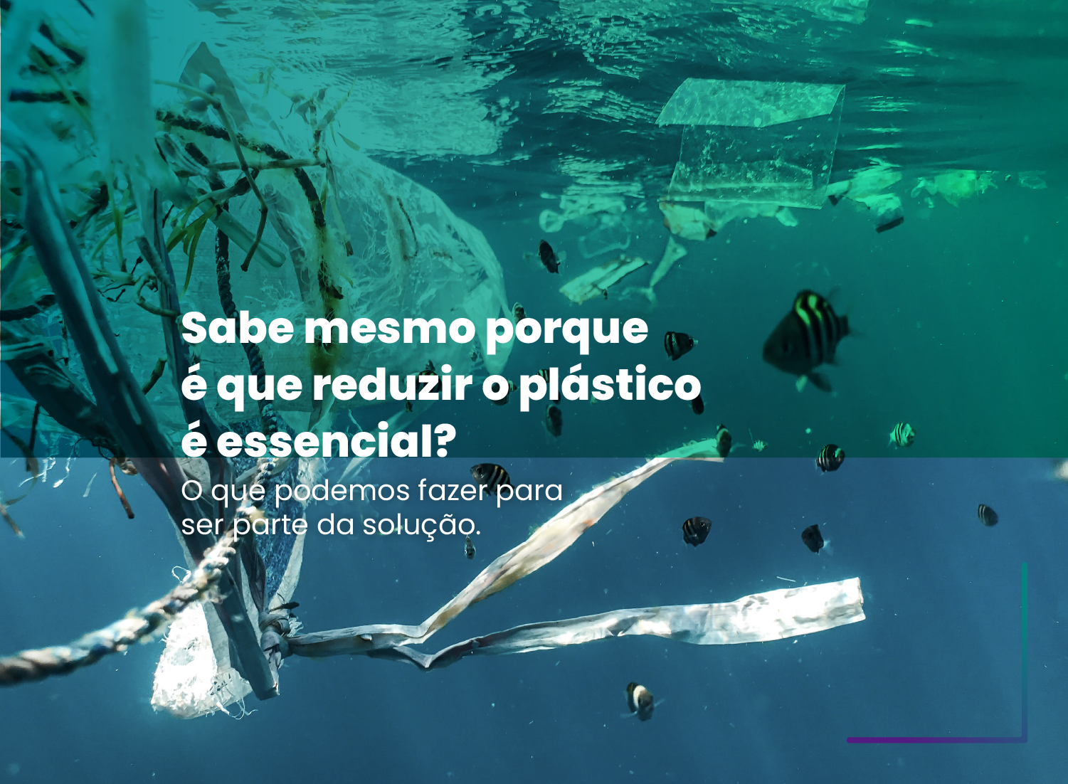Sabe mesmo porque é que reduzir o plástico é essencial? Sabe mesmo porque é que reduzir o plástico é essencial?