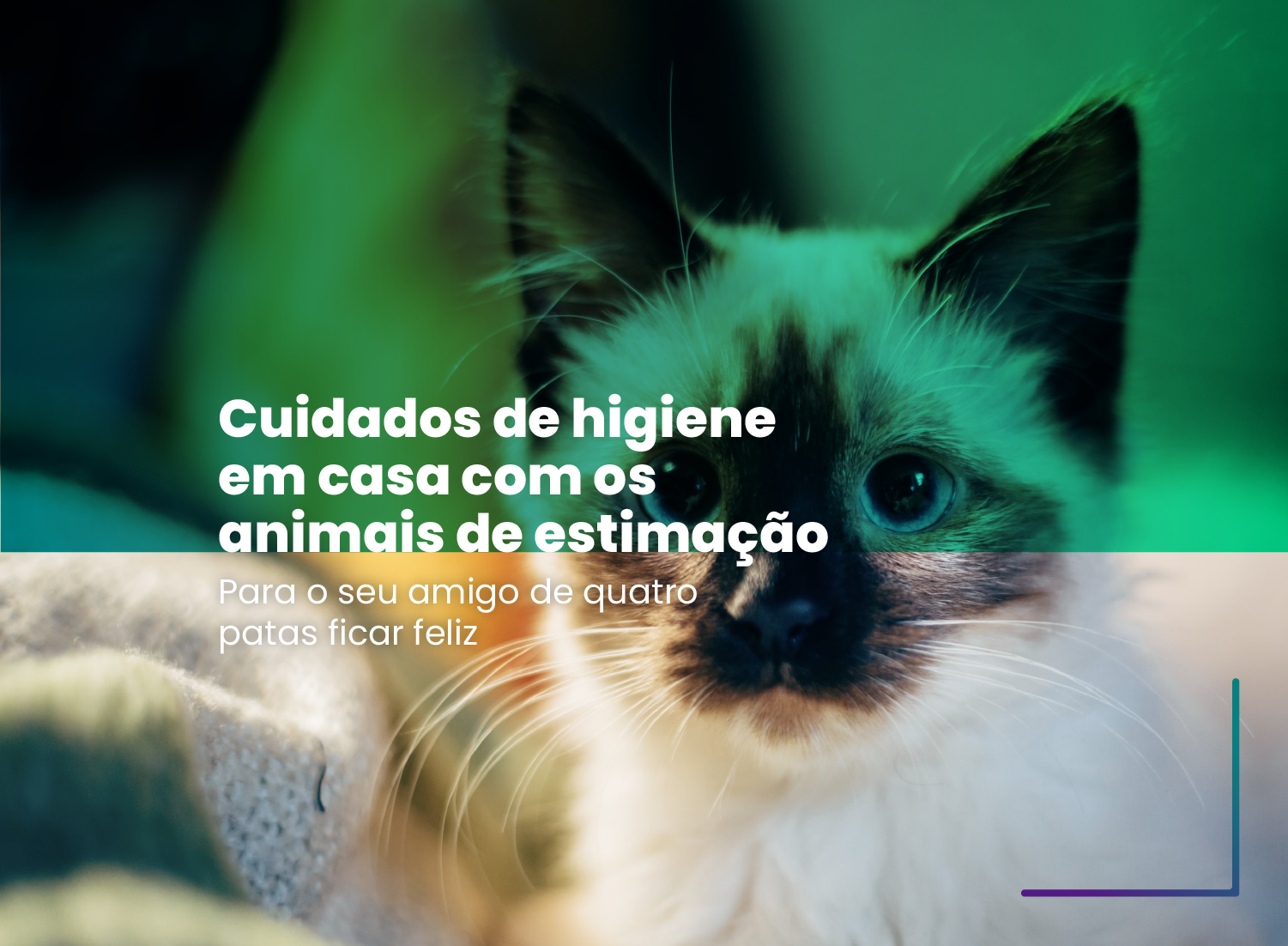 Cuidados de higiene em casa com os animais de estimação Cuidados de higiene em casa com os animais de estimação