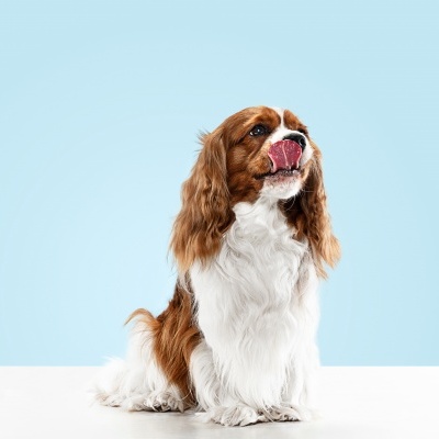 Absorvente BIO de fluídos Humanos e Animais - Vircov ABS