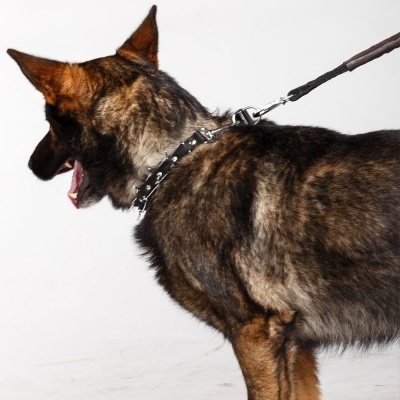 Coleira Ajustavél com Bicos Ocultos