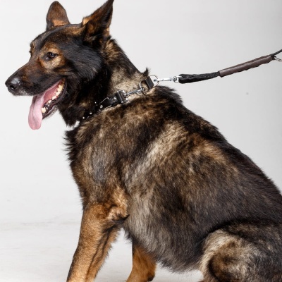 Coleira Ajustavél com Bicos Ocultos