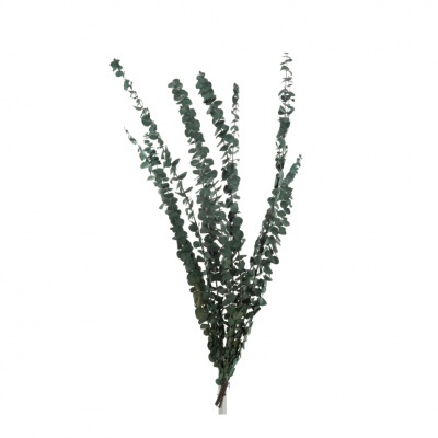 Ramo de Eucalipto Natural