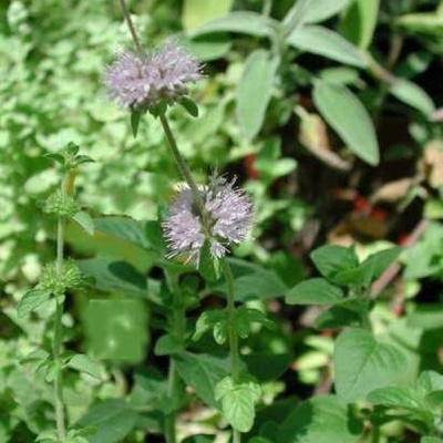 Planta medicinal com flores lilás pequenas e folhas verdes