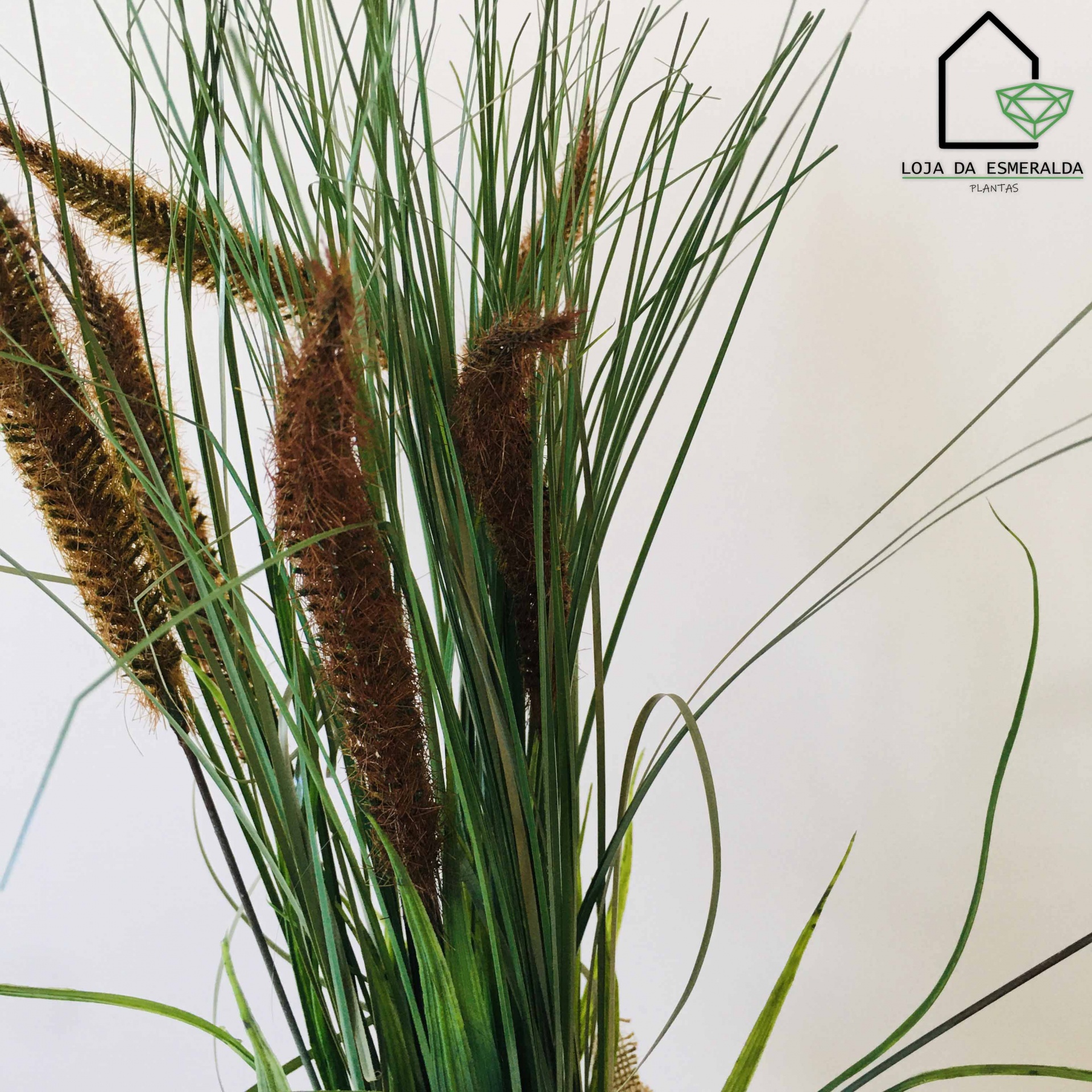 Plantas Decorativas | Sarapilheira