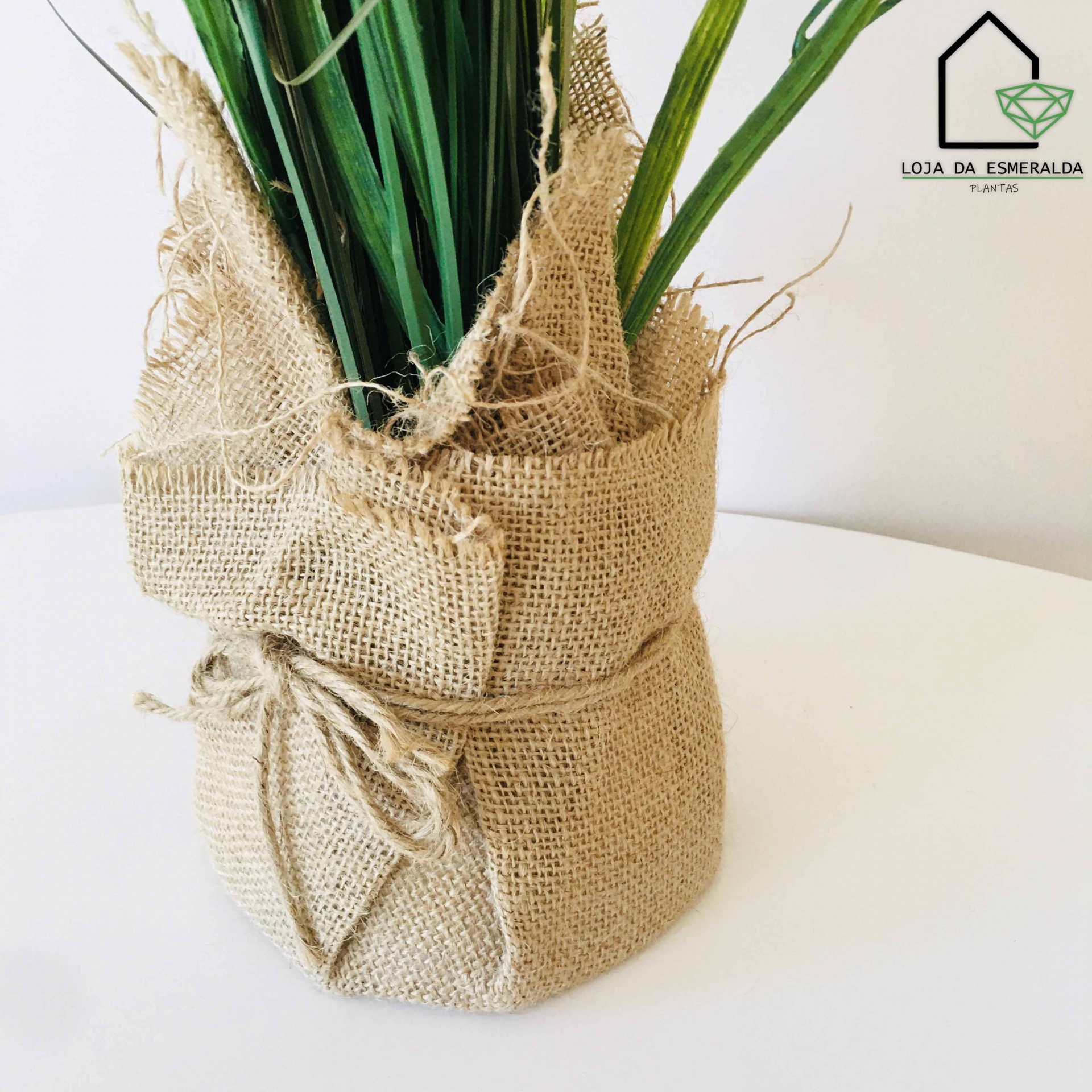 Plantas Decorativas | Sarapilheira