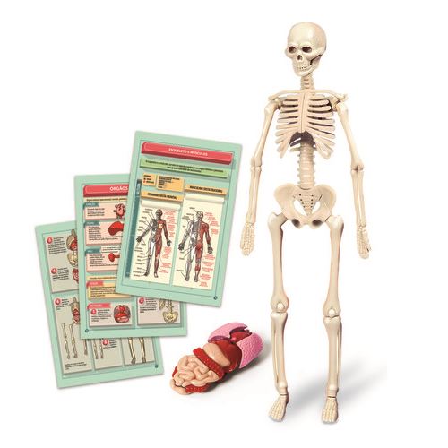 Jogos Educativos ou Científico - Kit Corpo Humano - Mais de 8 anos