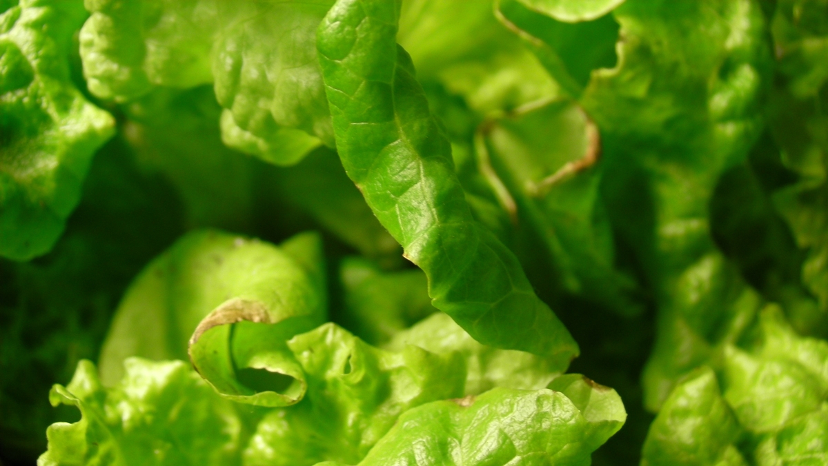 Tipburn ou necrose marginal da folha da alface Tipburn ou necrose marginal da folha da alface