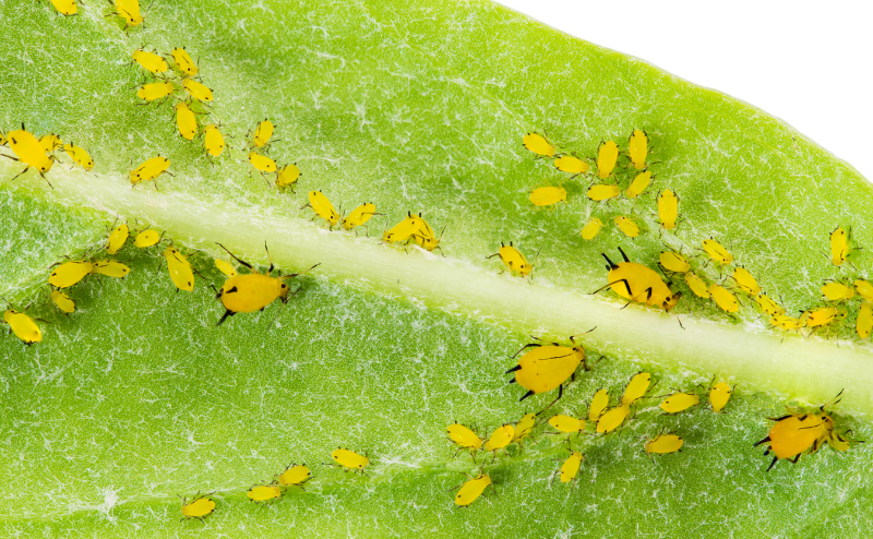 4 pragas mais comuns de uma Horta Urbana 4 pragas mais comuns de uma Horta Urbana