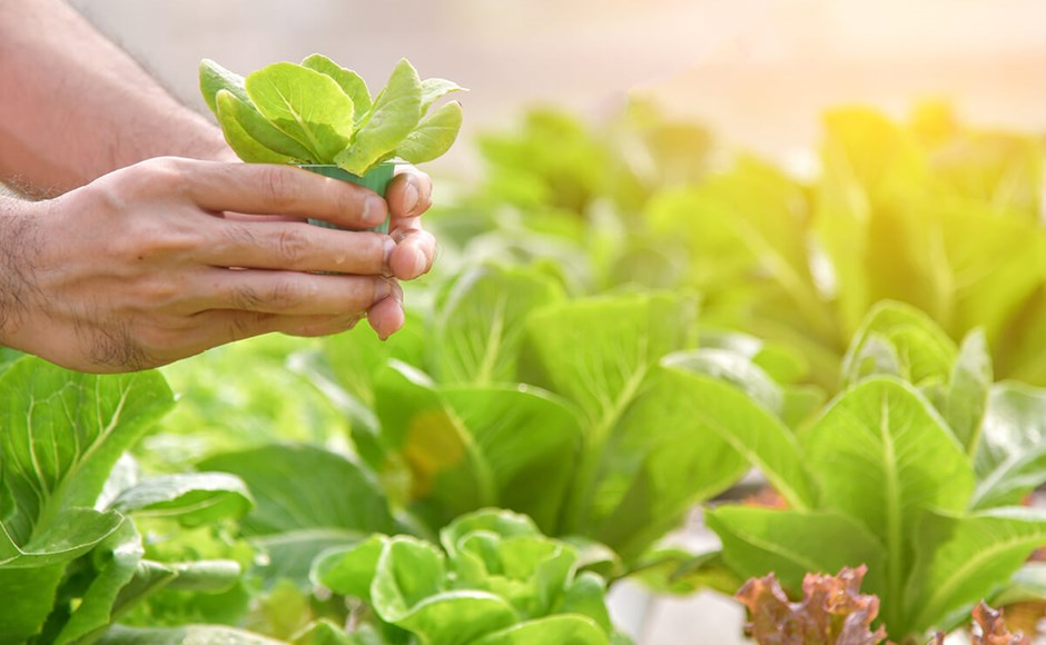 Segurança Alimentar Hidropónica Segurança Alimentar Hidropónica