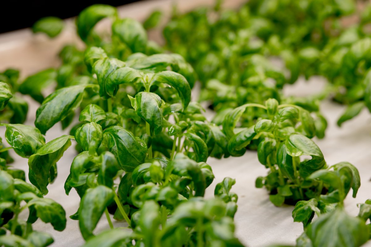 Como cultivar manjericão em Hidroponia Como cultivar manjericão em Hidroponia