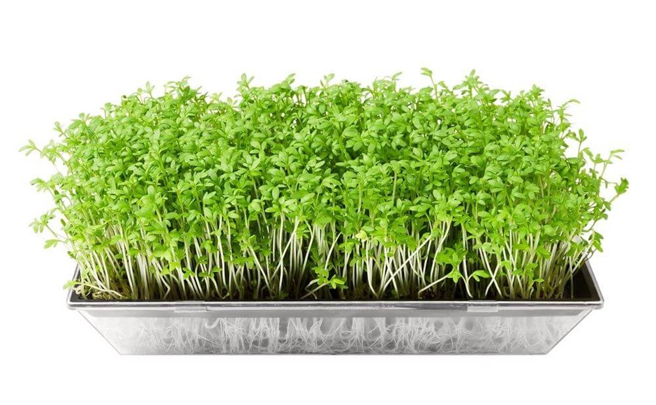Microgreens Hidropónicos Microgreens Hidropónicos