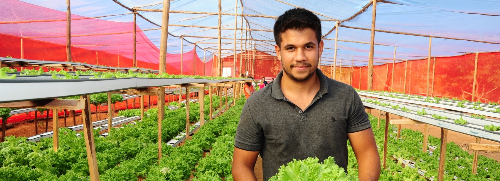 Desmistificar a Hidroponia Desmistificar a Hidroponia