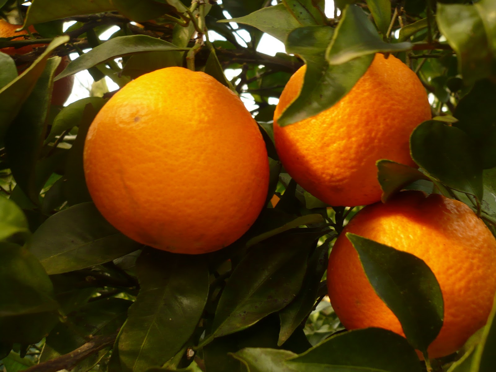 Como germinar sementes de laranja através de hidroponia
