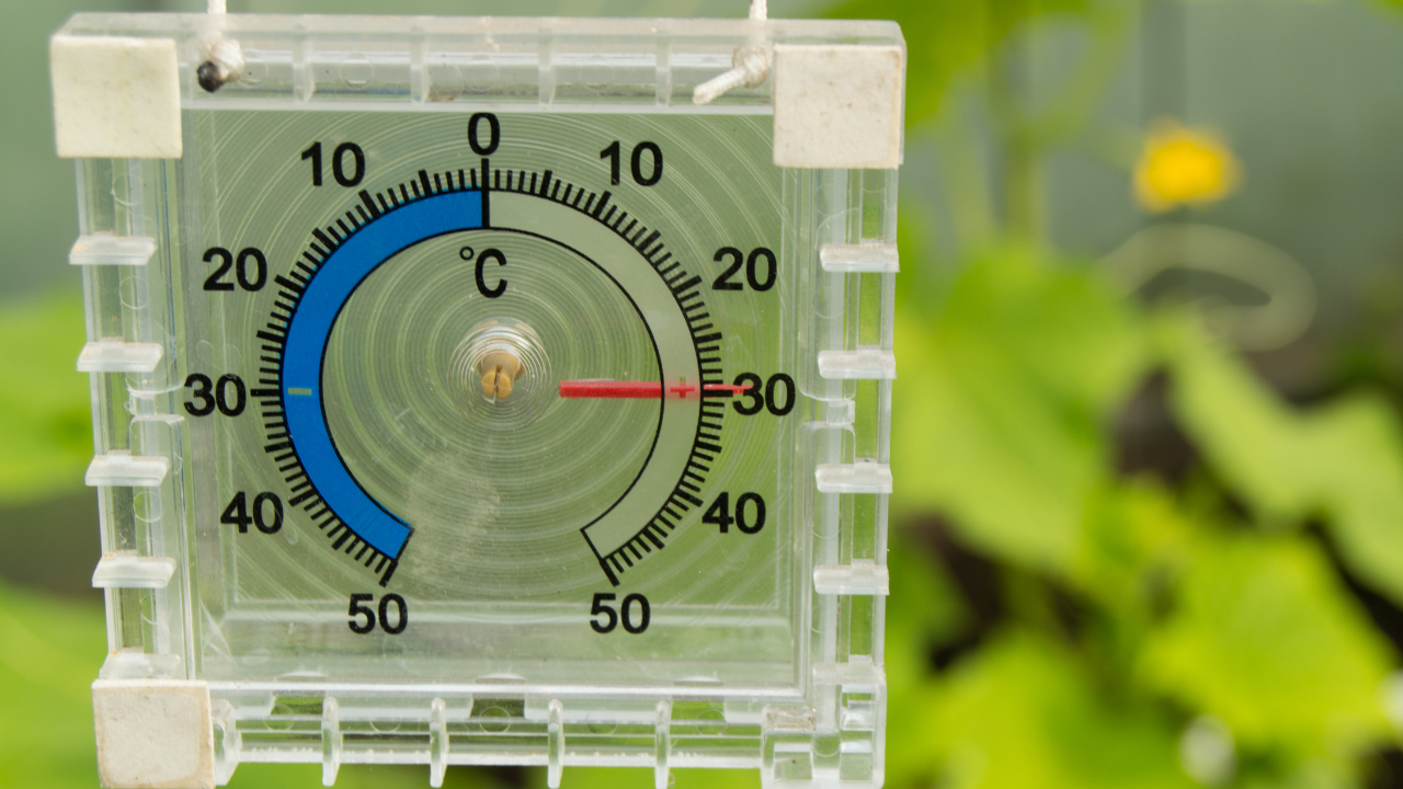 Minimizar o calor na sua Horta Minimizar o calor na sua Horta