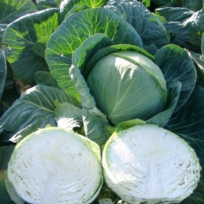 Repolho verde inteiro e cortado, em campo aberto com mais repolhos ao fundo.