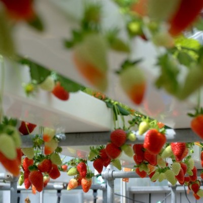 Nutrientes Frutos Fase Frutificação - 25 Litros