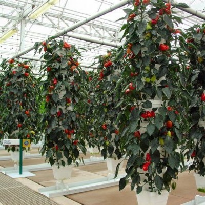 Curso Online Iniciação à Hidroponia - Como cultivar sem terra?