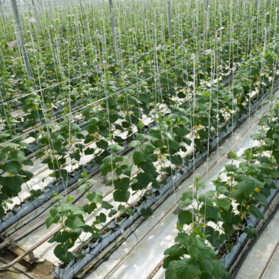 Curso Online Iniciação à Hidroponia - Como cultivar sem terra?