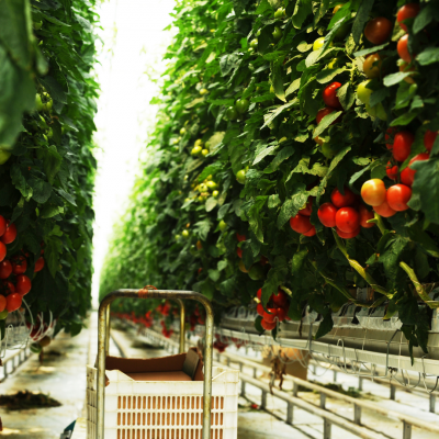 Curso Online Iniciação à Hidroponia - Como cultivar sem terra?