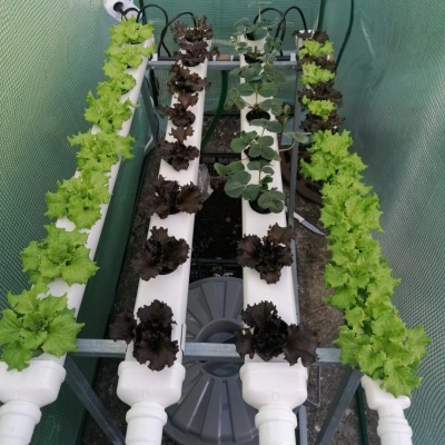 Sistema de cultivo hidropónico com tubos brancos e alfaces verdes e roxas