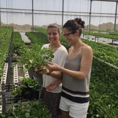 Estufa de Hidroponia (NFT) - Alcanena