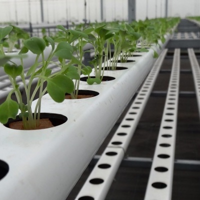 Estufa de Hidroponia (NFT) - Alcanena