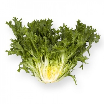 Chicória CIGAL Chicória CIGAL