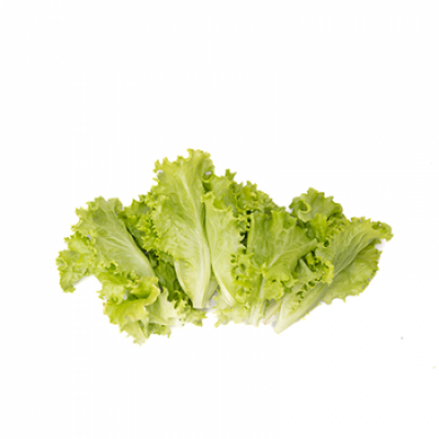 https://www.groho.pt/product/alface-batavia-verde https://www.groho.pt/product/alface-batavia-verde
