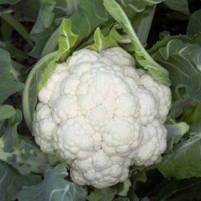 https://www.groho.pt/product/sementes-hibridas-couve-flor-dexter https://www.groho.pt/product/sementes-hibridas-couve-flor-dexter