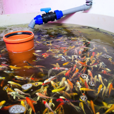 Curso Online - Aquaponia