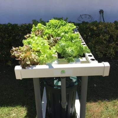 Sistema hidropónico com plantas verdes e vermelhas em estrutura branca ao ar livre